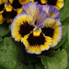 Image result for Viola wittrockiana