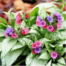 Image result for Pulmonaria Silverado
