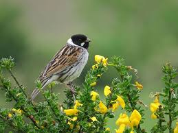 Attēlu rezultāti vaicājumam “Emberiza schoeniclus nest”
