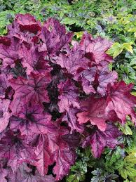 Image result for Heuchera `Swirling Fantasy`