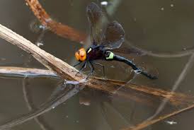 Attēlu rezultāti vaicājumam “Aeshnidae”