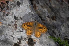 Attēlu rezultāti vaicājumam “Lasiommata megera”