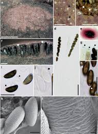 Attēlu rezultāti vaicājumam “Hypoxylon vogesiacum”