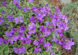 Attēlu rezultāti vaicājumam “Aubrieta deltoidea”