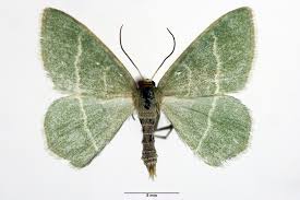 Attēlu rezultāti vaicājumam “Chlorissa viridata”