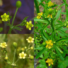 Attēlu rezultāti vaicājumam “Ranunculus sceleratus leaf”