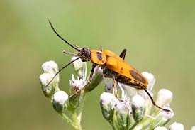 Attēlu rezultāti vaicājumam “Cantharis rustica”