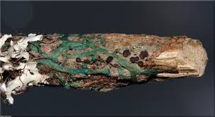 Attēlu rezultāti vaicājumam “Metzgeria violacea”