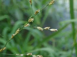 Attēlu rezultāti vaicājumam “Glyceria maxima leaf”