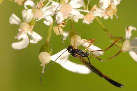 Attēlu rezultāti vaicājumam “Gasteruption jaculator”