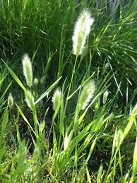 Attēlu rezultāti vaicājumam “Polypogon tentacularius”