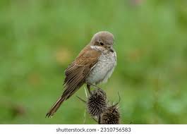 Attēlu rezultāti vaicājumam “Lanius collurio female”