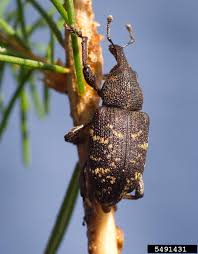 Attēlu rezultāti vaicājumam “Hylobius abietis”