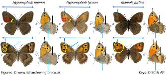 Attēlu rezultāti vaicājumam “Hyponephele lycaon male”