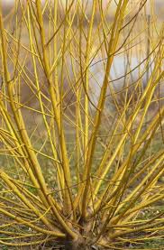 Attēlu rezultāti vaicājumam “Salix x fragilis”