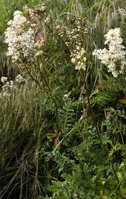 Image result for Filipendula vulgaris