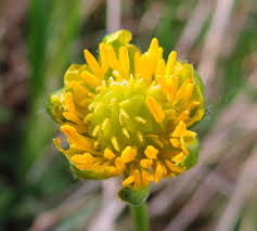 Attēlu rezultāti vaicājumam “Ranunculus auricomus flower”