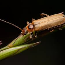 Attēlu rezultāti vaicājumam “Cantharis figurata”