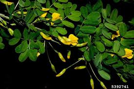 Attēlu rezultāti vaicājumam “Caragana arborescens fruit”