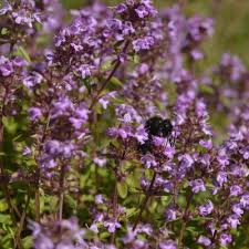 Attēlu rezultāti vaicājumam “Thymus pulegioides fruit”