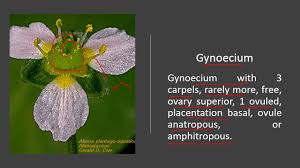 Attēlu rezultāti vaicājumam “Alismataceae”