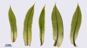 Attēlu rezultāti vaicājumam “Tortula subulata”