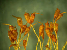 Attēlu rezultāti vaicājumam “Hymenostylium recurvirostrum macro”