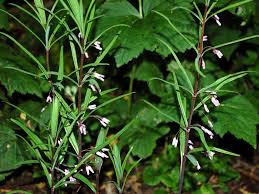 Attēlu rezultāti vaicājumam “Polygonatum verticillatum leaf”