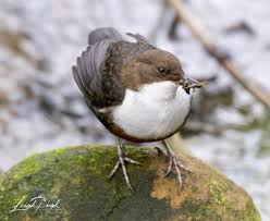 Attēlu rezultāti vaicājumam “Cinclus cinclus”