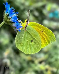 Attēlu rezultāti vaicājumam “Gonepteryx rhamni”