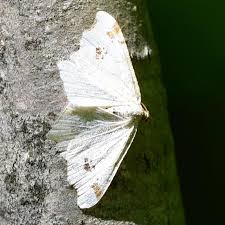 Attēlu rezultāti vaicājumam “Macaria notata”