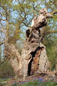 Attēlu rezultāti vaicājumam “Quercus robur fo. pectinata”