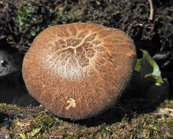 Attēlu rezultāti vaicājumam “Anomoporia bombycina”