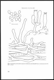 Attēlu rezultāti vaicājumam “Rimbachia neckerae”