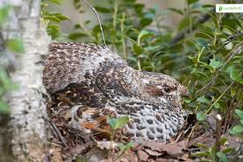 Attēlu rezultāti vaicājumam “Bonasa bonasia eggs”
