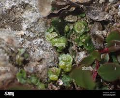 Attēlu rezultāti vaicājumam “Marchantiopsida”