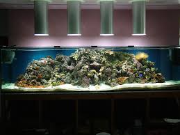 lighting reef tanks with natural sunlight - The Reef Tank - tank