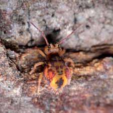 Attēlu rezultāti vaicājumam “Symphypleona”