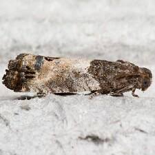 Attēlu rezultāti vaicājumam “Spilonota ocellana”