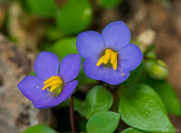 Image result for Exacum affine