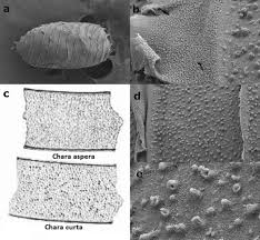 Attēlu rezultāti vaicājumam “Chara aspera male”