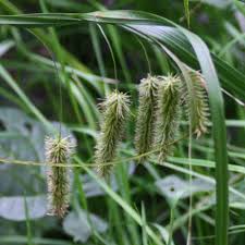 Attēlu rezultāti vaicājumam “Carex pseudocyperus male flower”