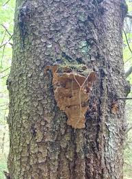 Attēlu rezultāti vaicājumam “Phellinus chrysoloma”