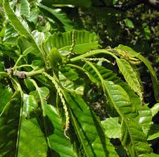 Attēlu rezultāti vaicājumam “Castanea sativa  leaf”