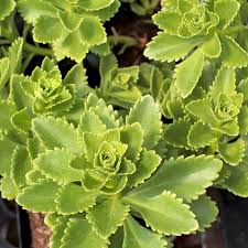 Attēlu rezultāti vaicājumam “Sedum pallidum bud”