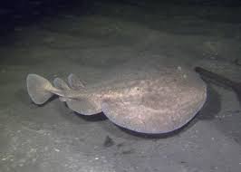 Image result for Torpedo marmorata