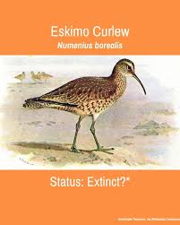 Image result for Numenius borealis