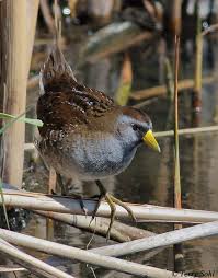 Image result for Porzana carolina