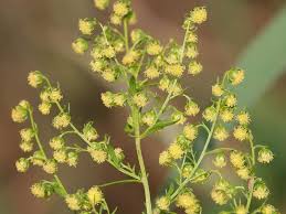 Image result for Artemisia annua