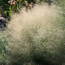 Attēlu rezultāti vaicājumam “Deschampsia cespitosa”